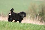 DOGUE DU TIBET 352